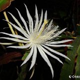 Epiphyllum phyllanthus  ©CristoAlmeria.JPG